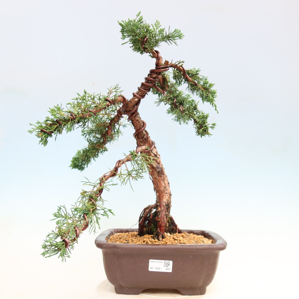 Bonsai voor buiten - Juniperus chinensis Kishu
