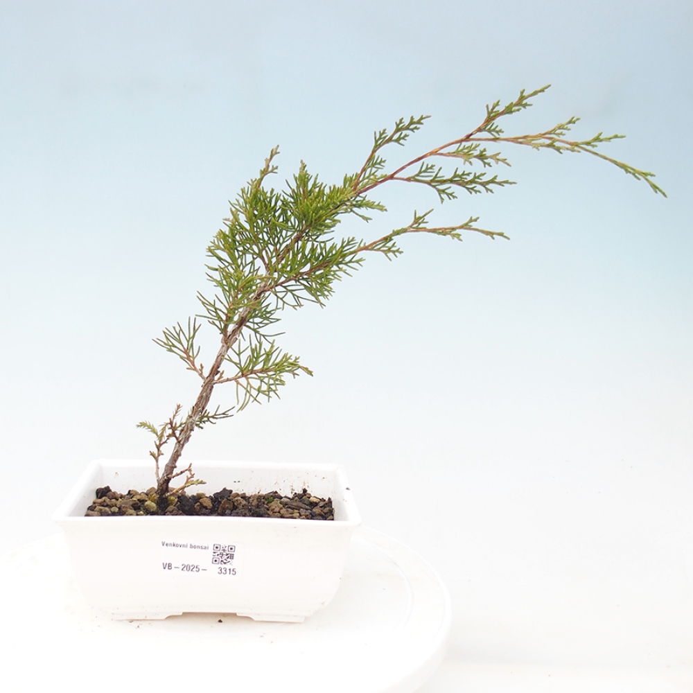 Bonsai voor buiten - Juniperus chinensis Itoigawa