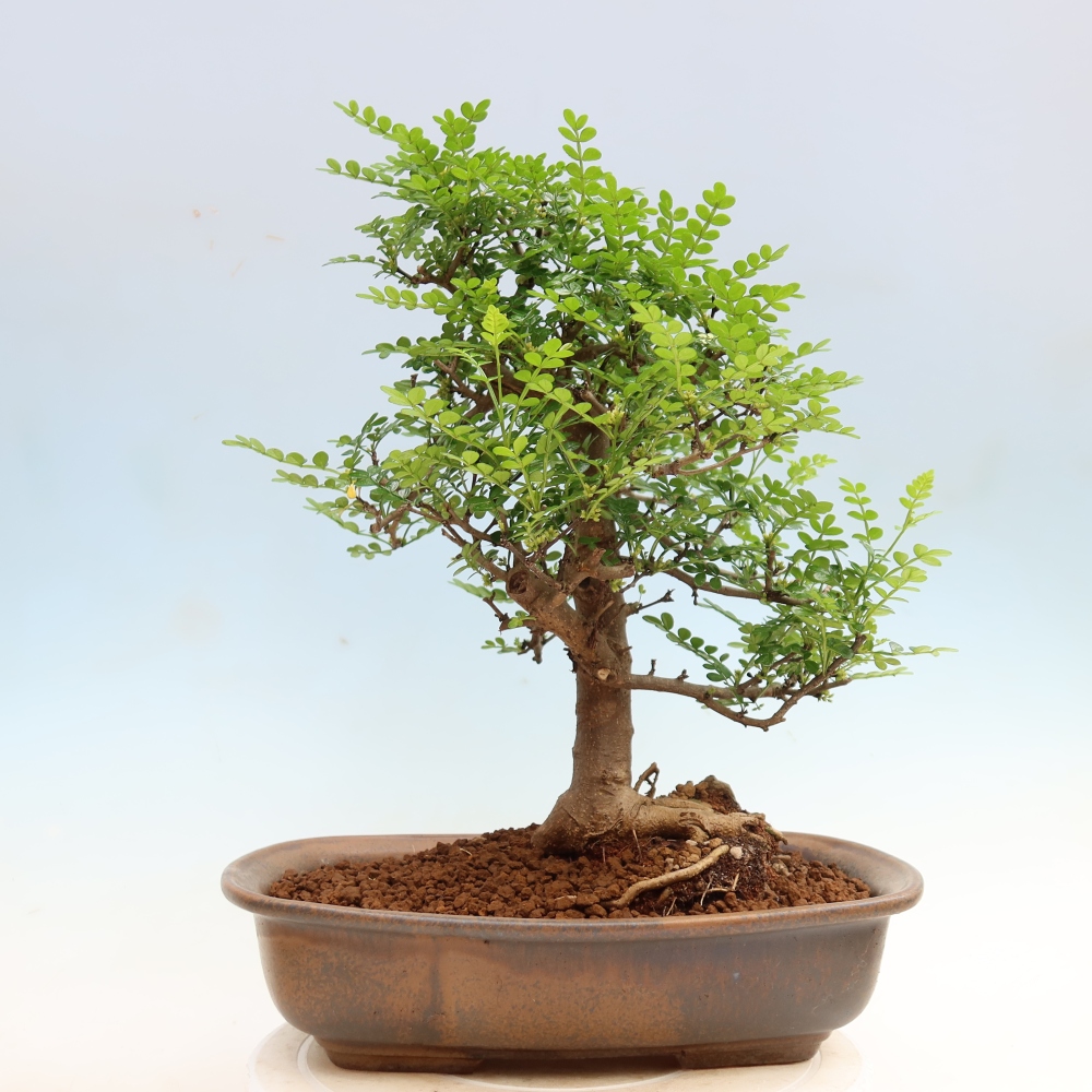Kamerbonsai - Zantoxylum piperitum - peperboom