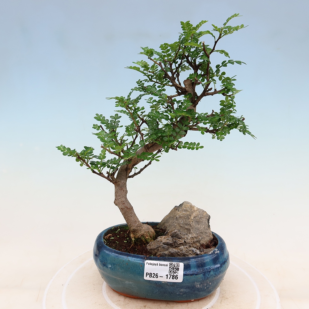 Kamerbonsai - Zantoxylum piperitum - peperboom