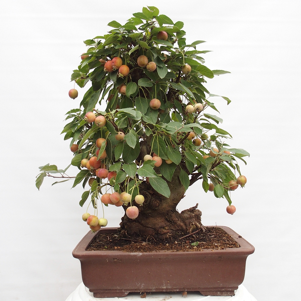 Bonsai voor buiten -Malus halliana - Appelboom met kleine vruchten