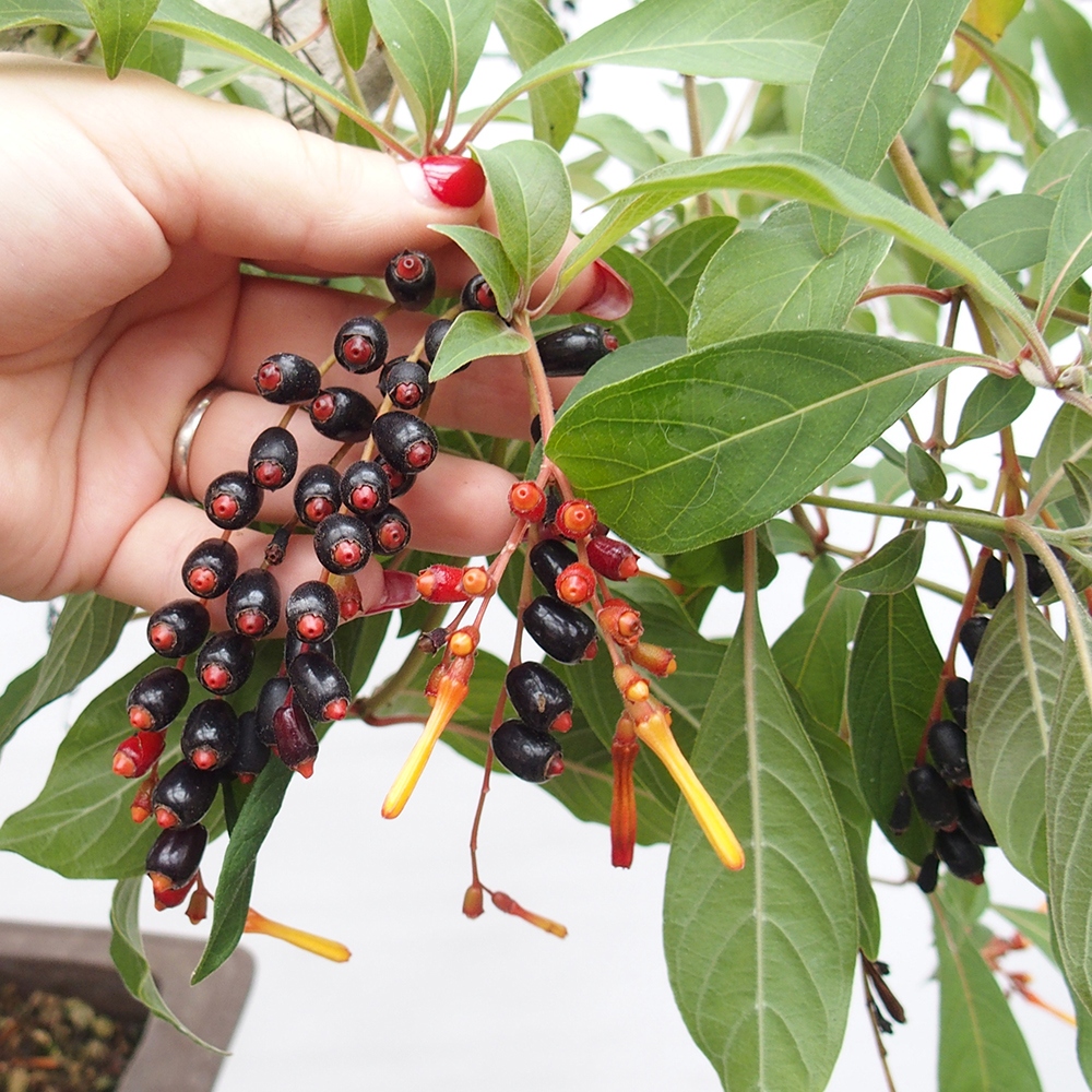 Kamerbonsai - Hamelia octrooi