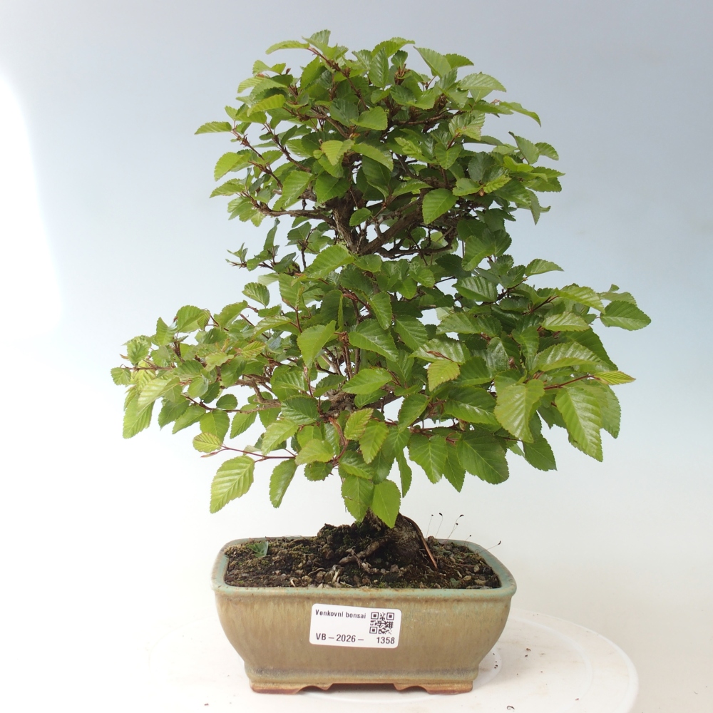 Bonsai voor buiten -Carpinus CARPINOIDES - Koreaanse haagbeuk