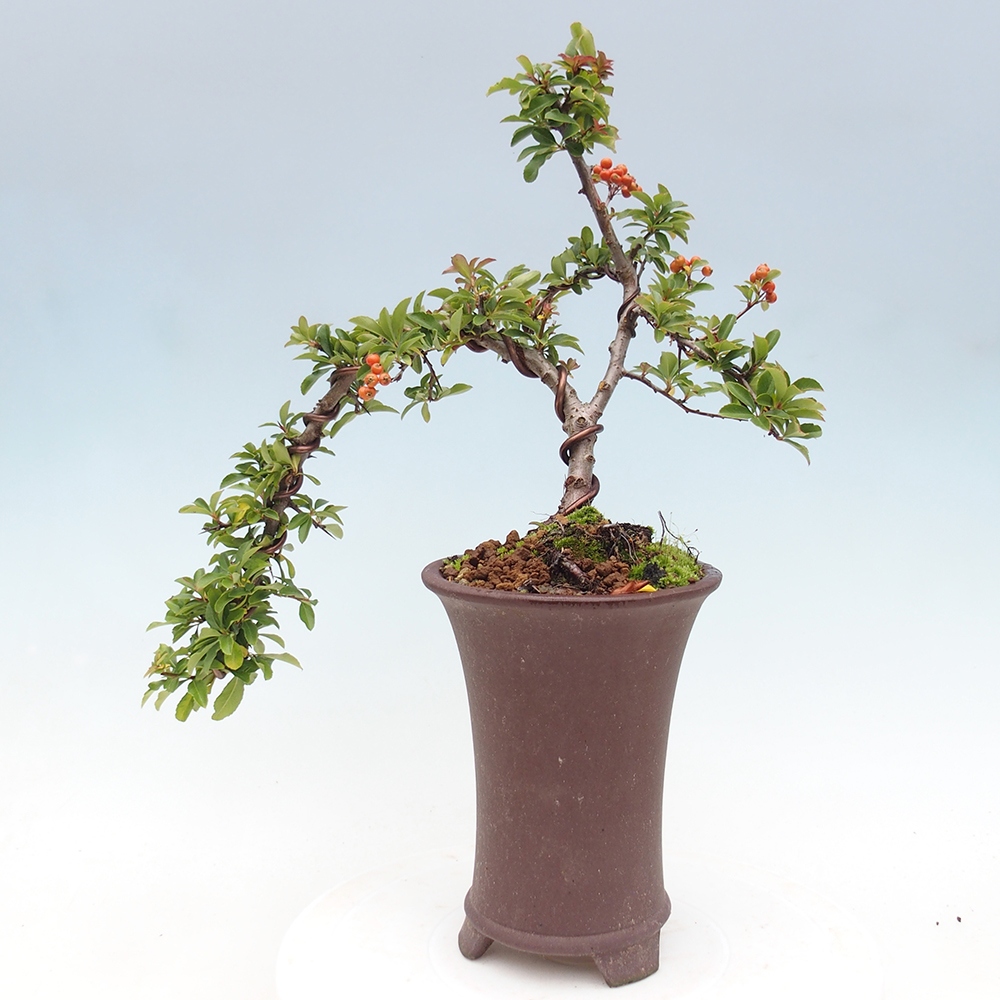 Bonsai-Pyracantha Teton voor buiten -Hlox