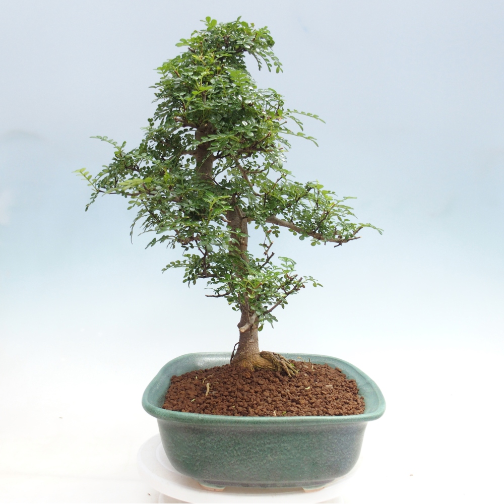 Kamerbonsai - Zantoxylum piperitum - peperboom