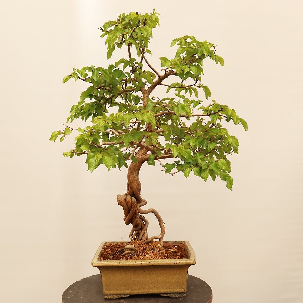 Bonsai voor buiten -Carpinus Coreana - Koreaanse haagbeuk