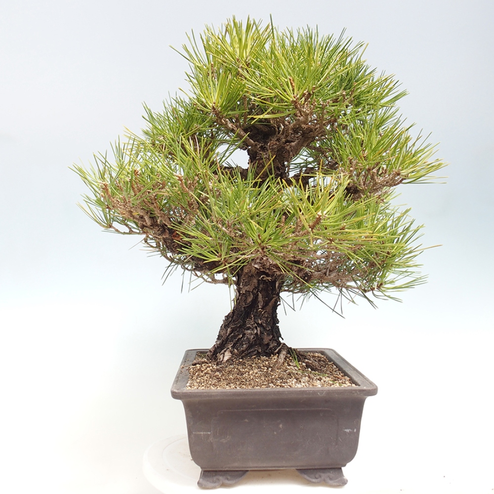 Bonsai voor buiten - Pinus thunbergii - Thunberg den