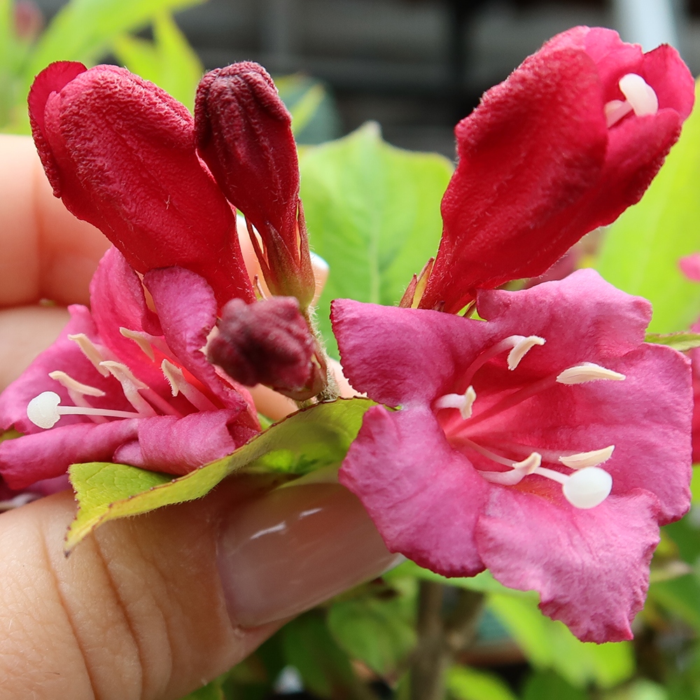 Buitenbonsai - Weigela subsessilis - Koreaanse weigela
