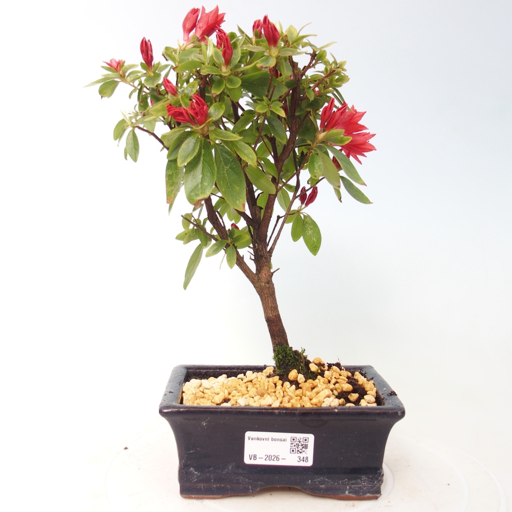 Bonsai voor buiten - Japanse azalea - Azalea sp.