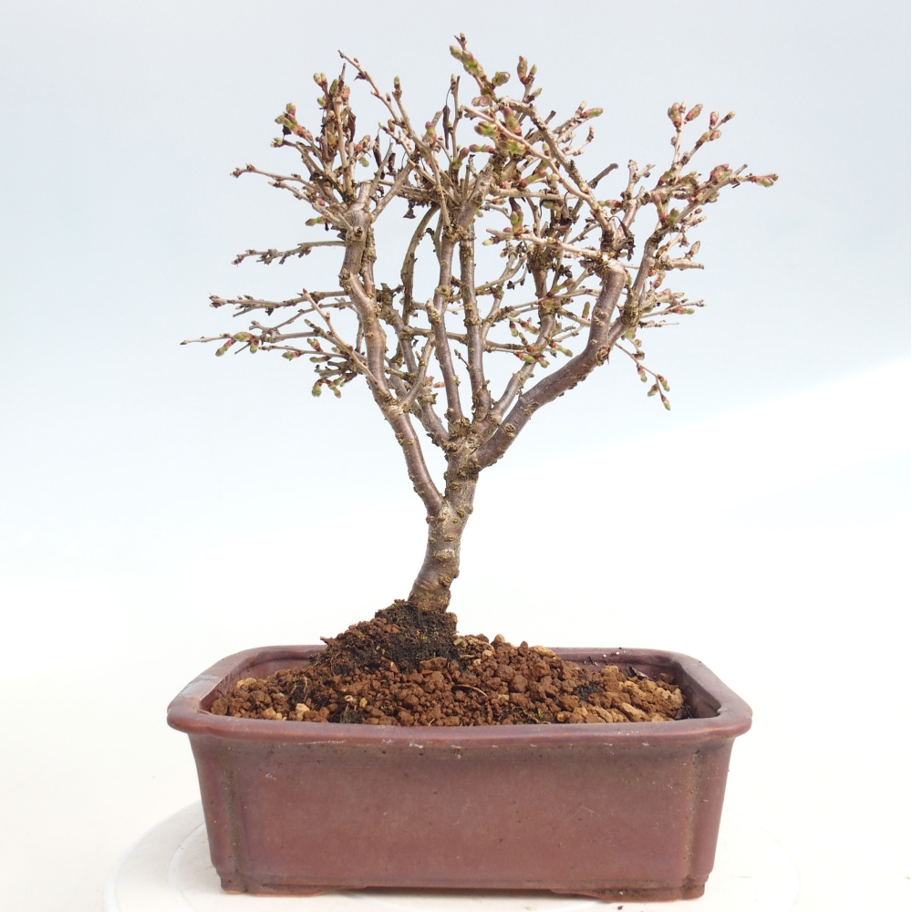Bonsai voor buiten - Prunus incisa Kojou-no mai-Plivon uitgesneden