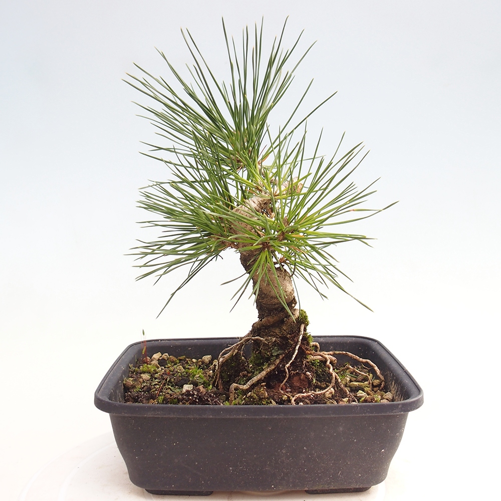 Bonsai voor buiten - Pinus thunbergii - Thunberg den