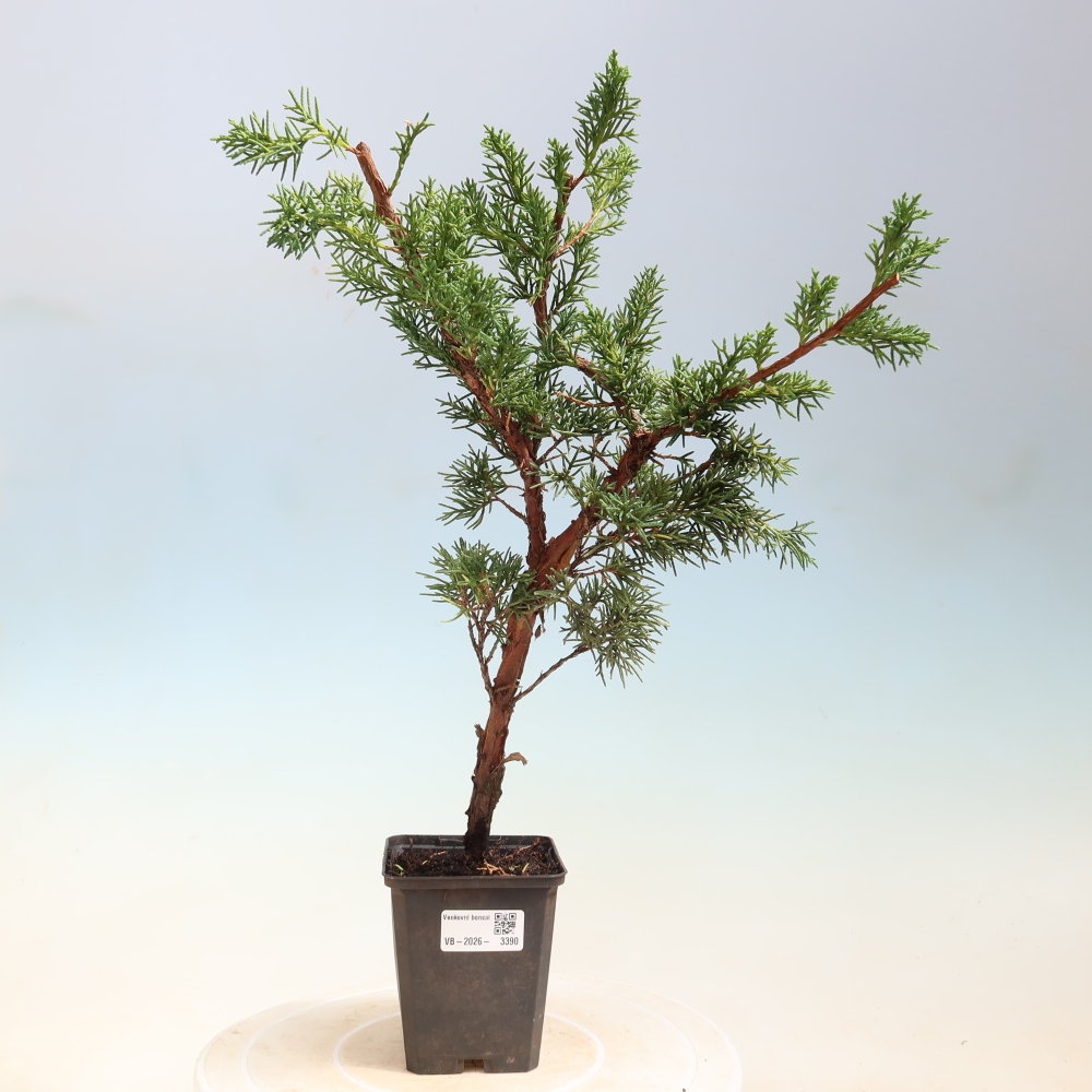 Bonsai voor buiten - Juniperus chinensis Kishu