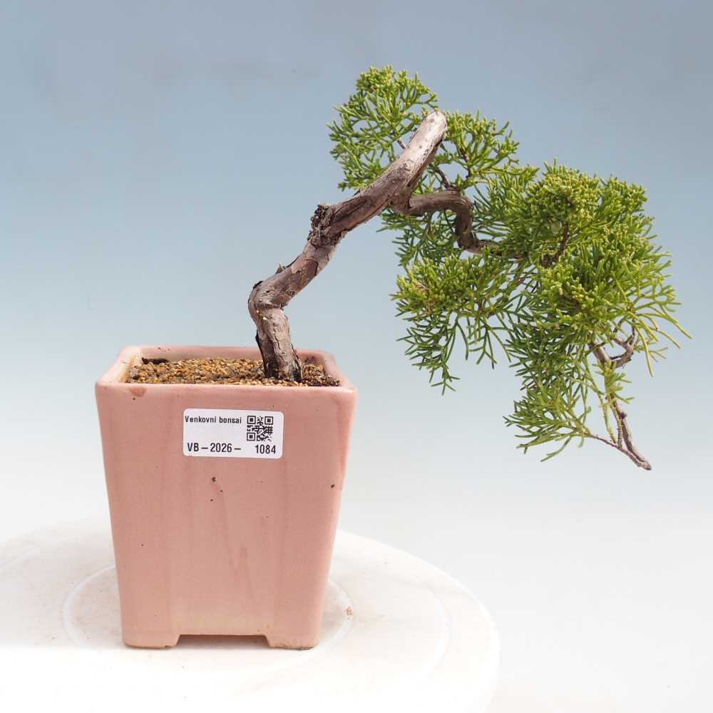 Bonsai voor buiten - Juniperus chinensis Kishu