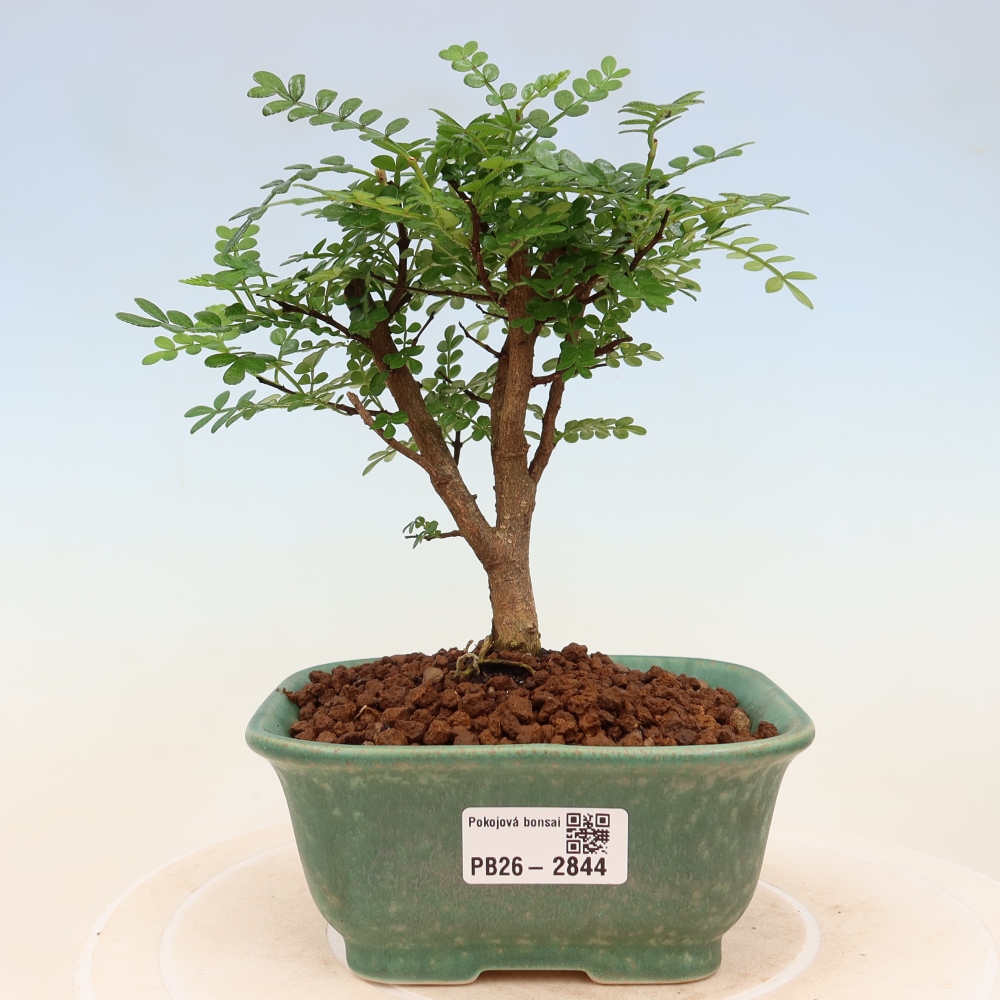 Kamerbonsai - Zantoxylum piperitum - peperboom