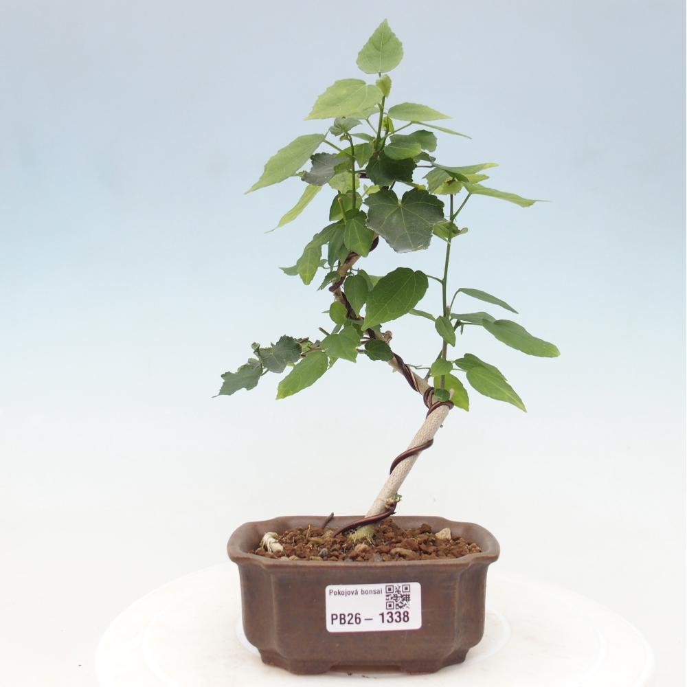 Bonsai voor binnen - Malvaviscus arboreus