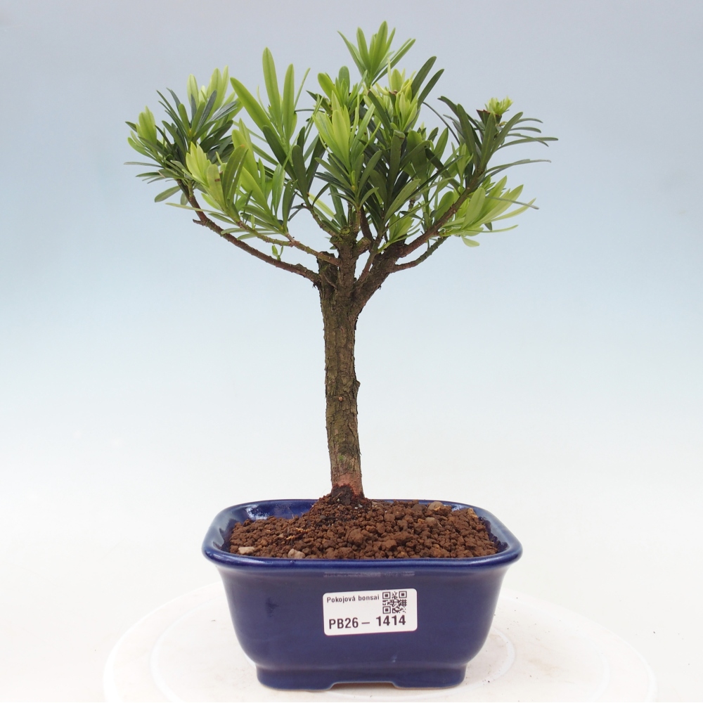 Kamerbonsai - Podocarpus - Taxus