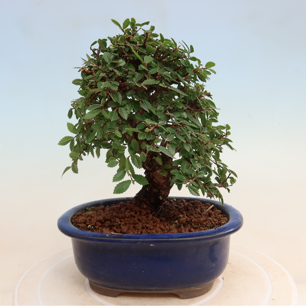 Bonsai voor buiten - Zelkova - Zelkova NIRE