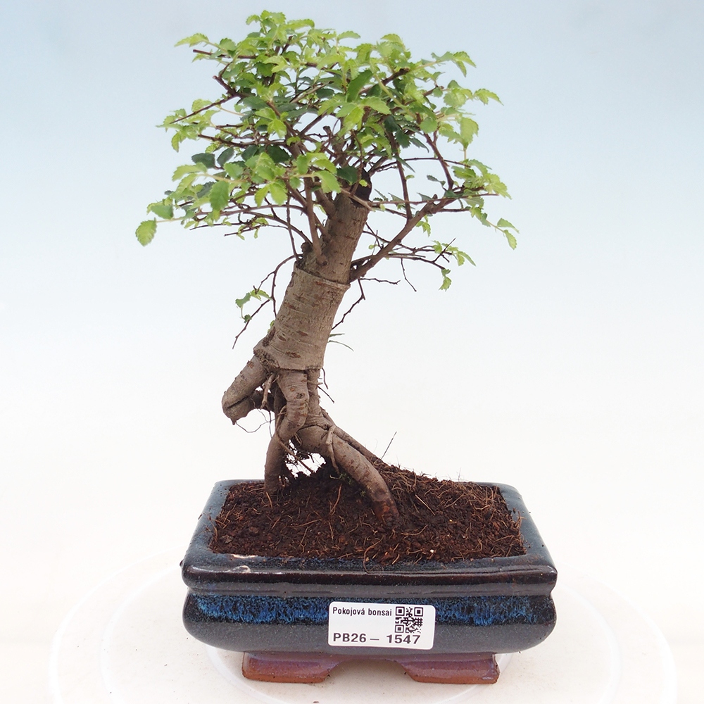 Kamerbonsai - Ulmus parvifolia - Winteriep