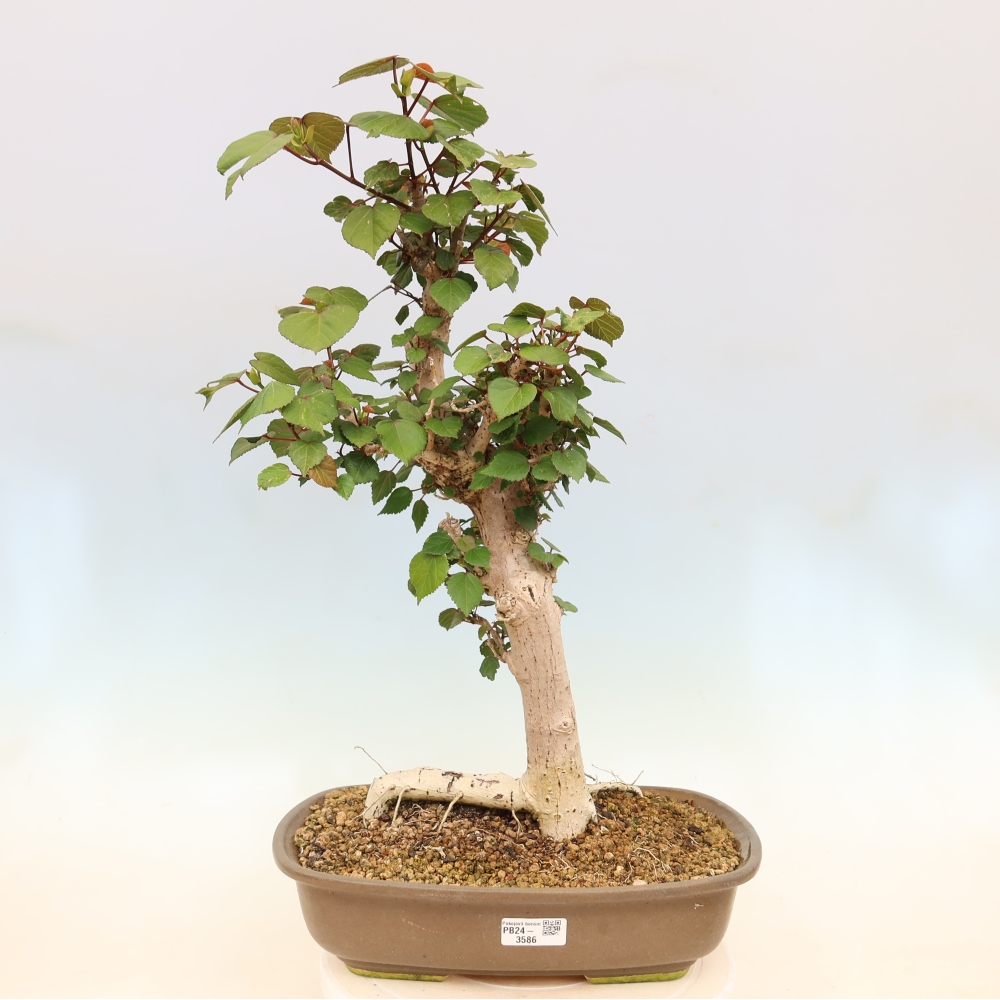 Bonsai voor binnen - Hibiscus tiliaceus - Zee Hibiscus