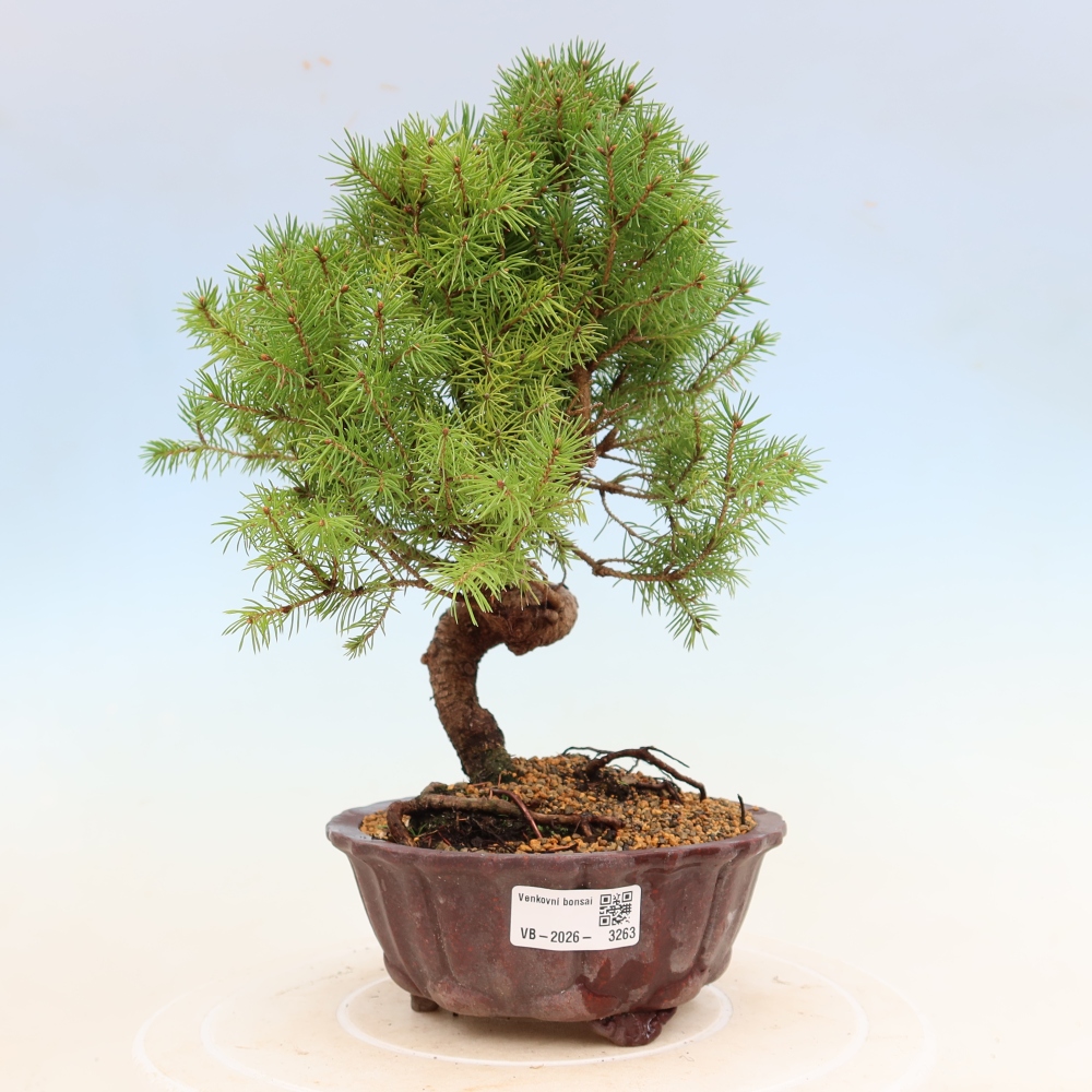 Bonsai voor buiten - Gewone spar - Picea glauca bol
