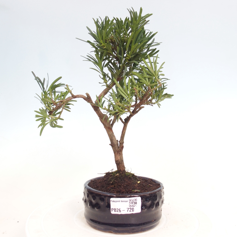 Kamerbonsai - Podocarpus - Taxus