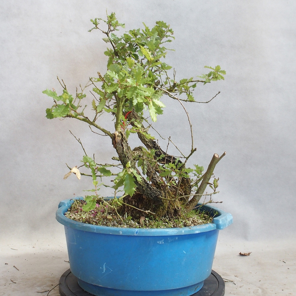 Buiten bonsai Quercus Cerris - Eik Cer