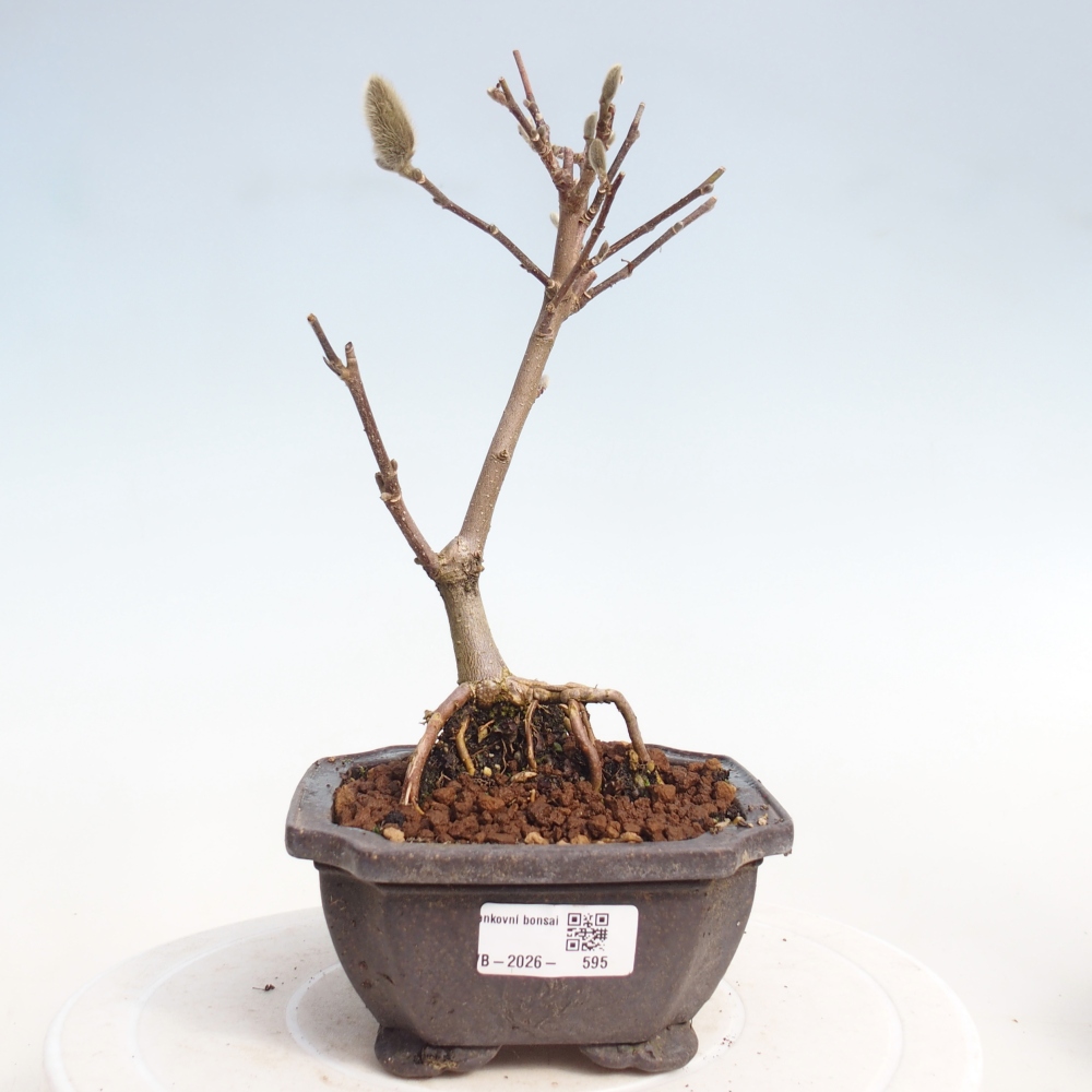 Bonsai voor buiten - Magnolia stellata