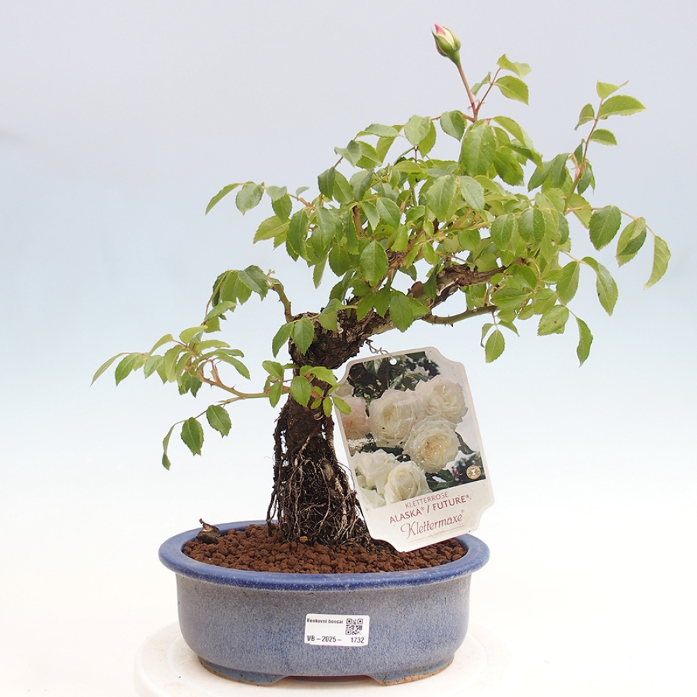 Bonsai voor buiten - Rosa Kordes - roos