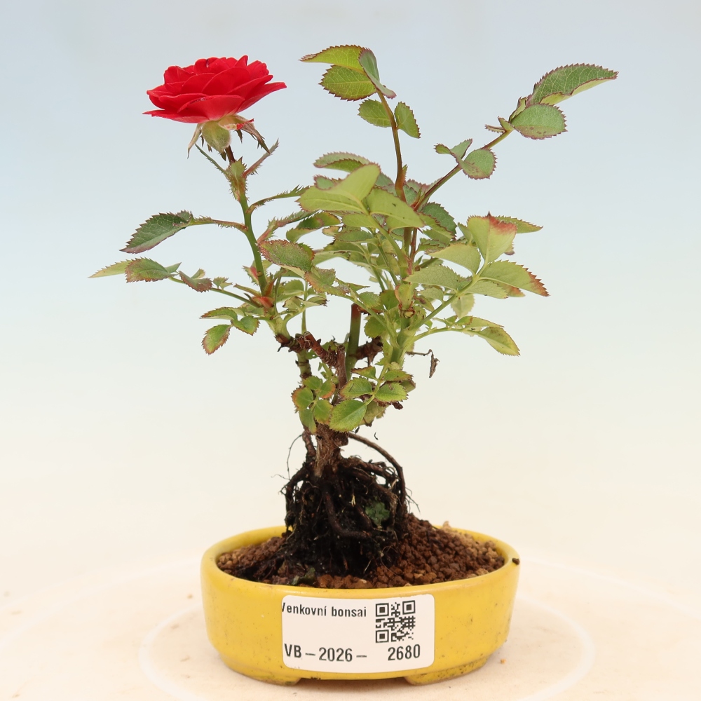 Bonsai voor buiten - Rosa Kordes - roos