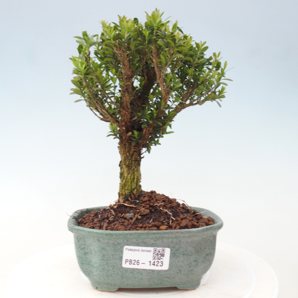 Kamerbonsai - Buxus harlandii - kurk buxus