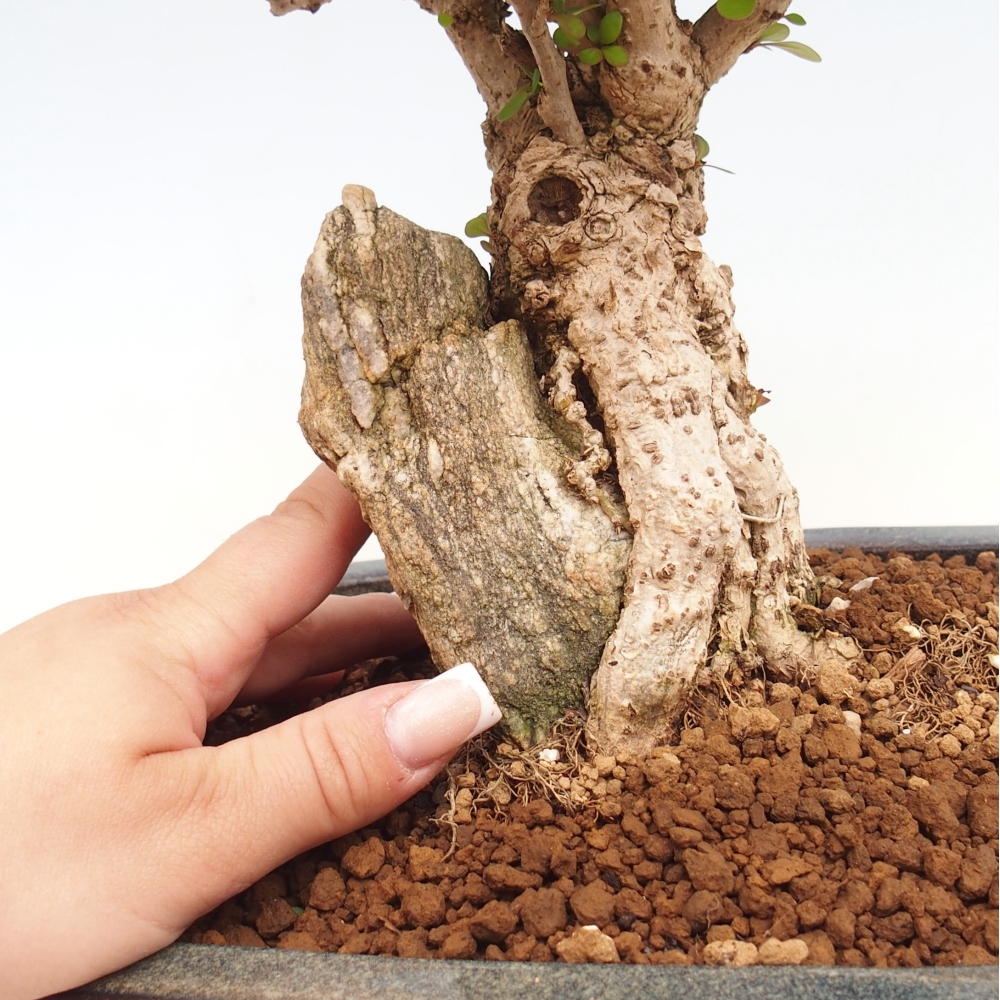 Bonsai voor buiten - Berberis coreana