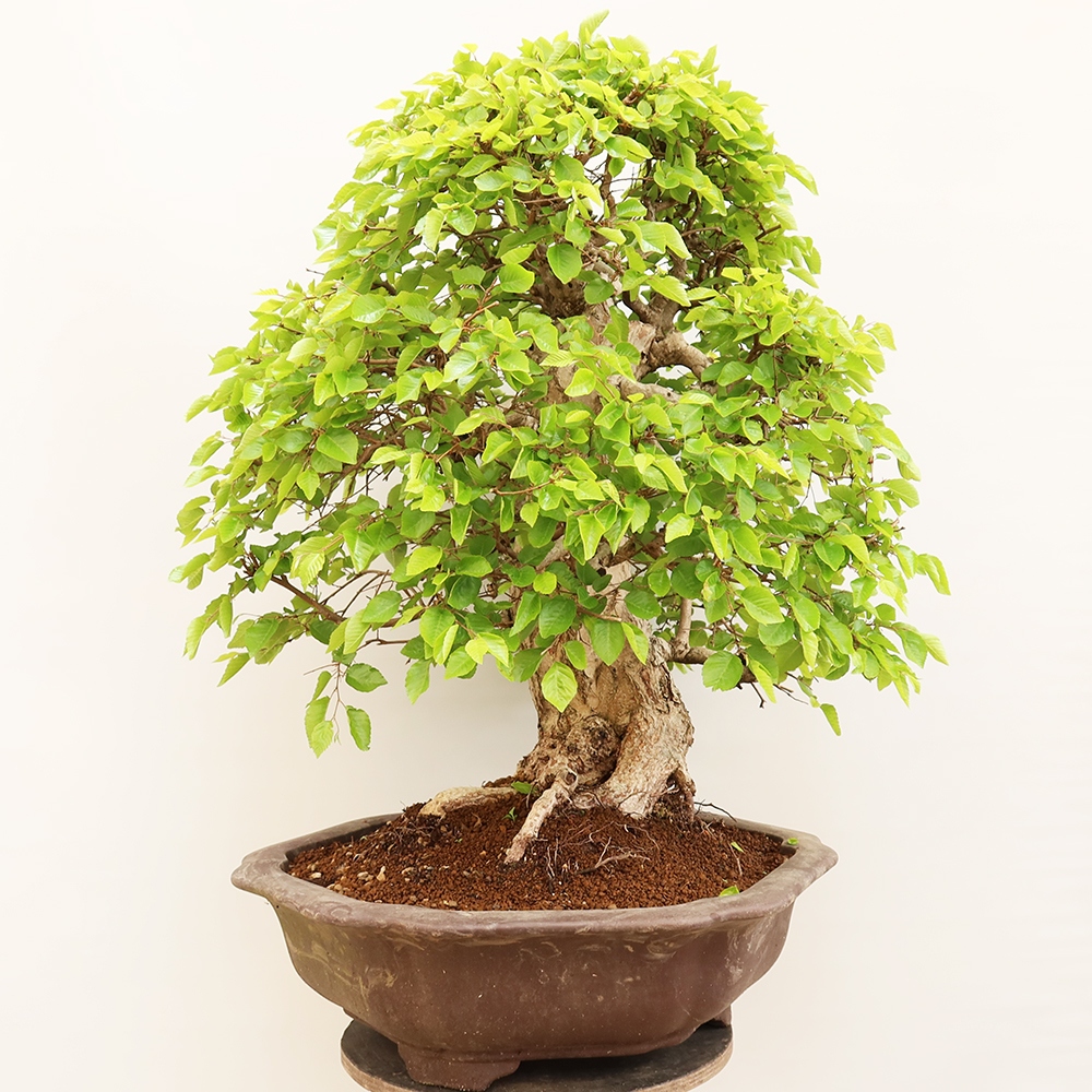 Bonsai voor buiten -Carpinus Coreana - Koreaanse haagbeuk