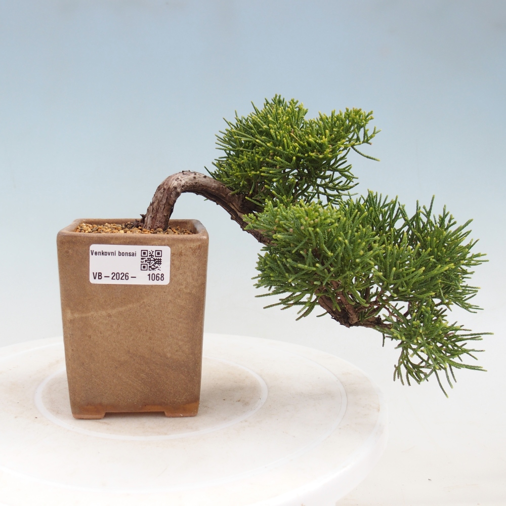 Bonsai voor buiten - Juniperus chinensis Kishu