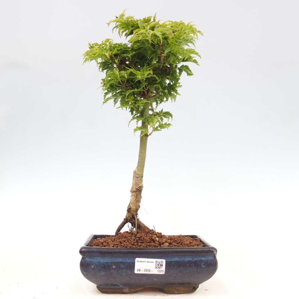 Bonsai voor buiten -Javor palm Acer palmatum Shishigashira