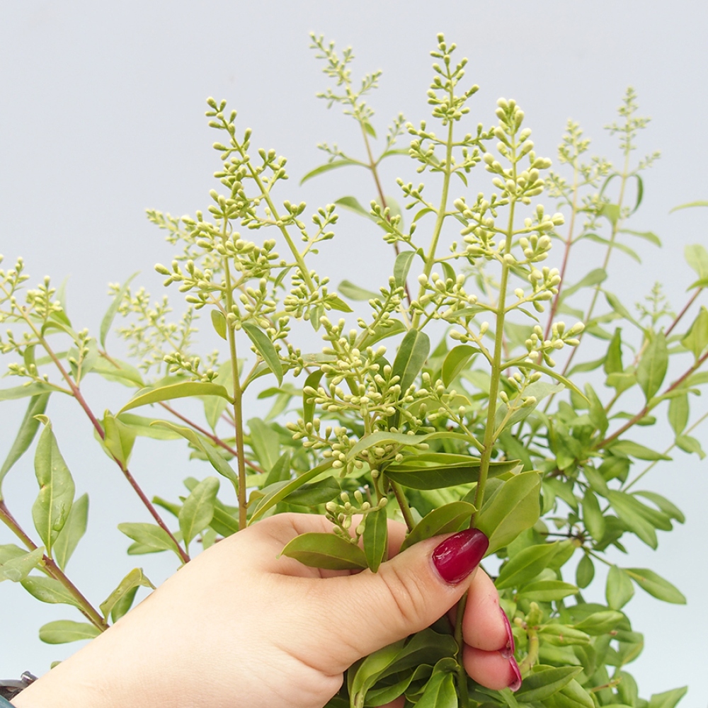 Bonsai voor buiten - Ligustrum vulgare - Vogelsnavel