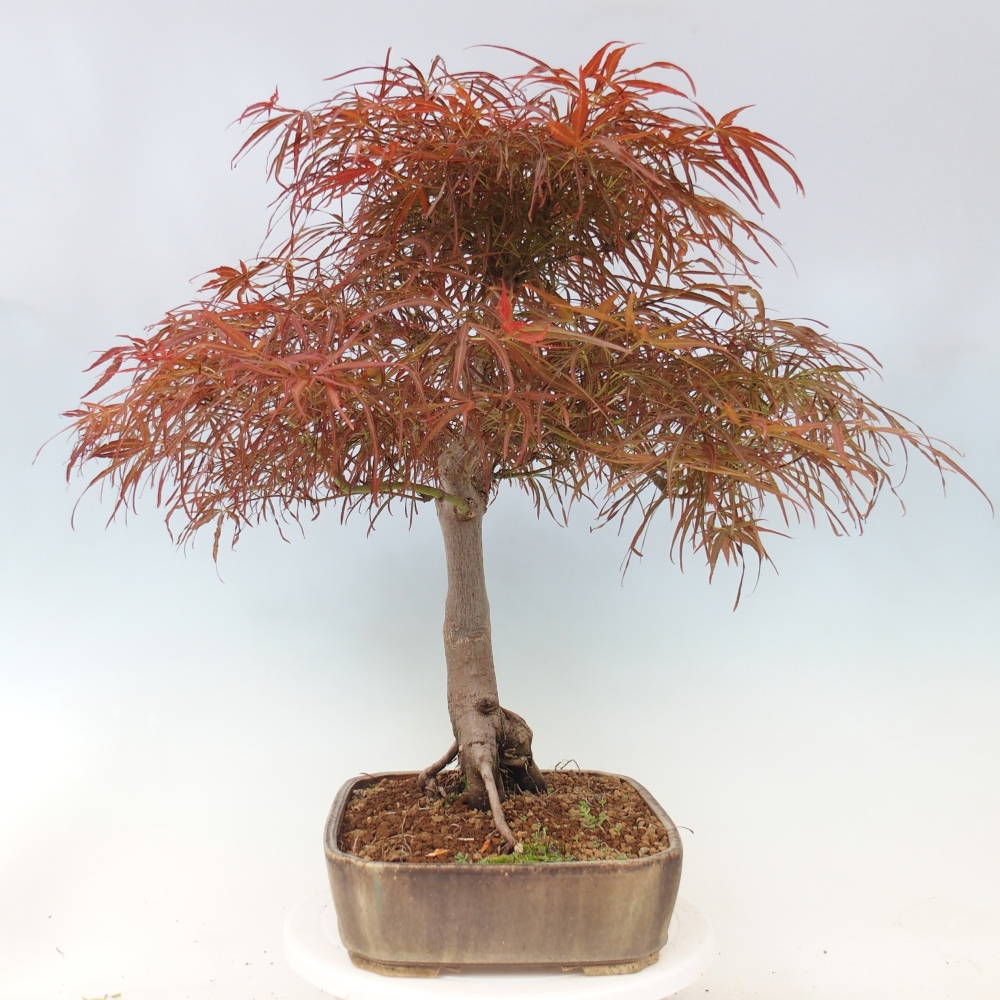 Bonsai voor buiten - Acer palmatum RED PYGMY