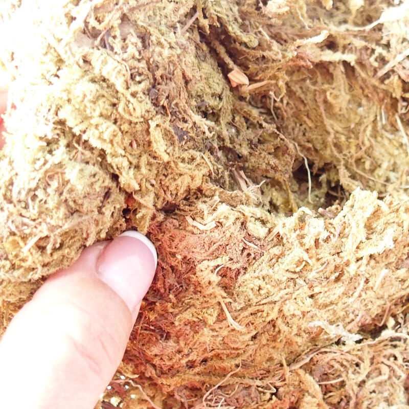 Bryophyta - mos 1 kg