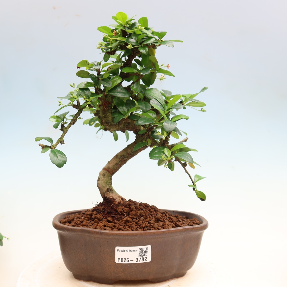 Kamerbonsai - Carmona macrophylla - Thee fuki