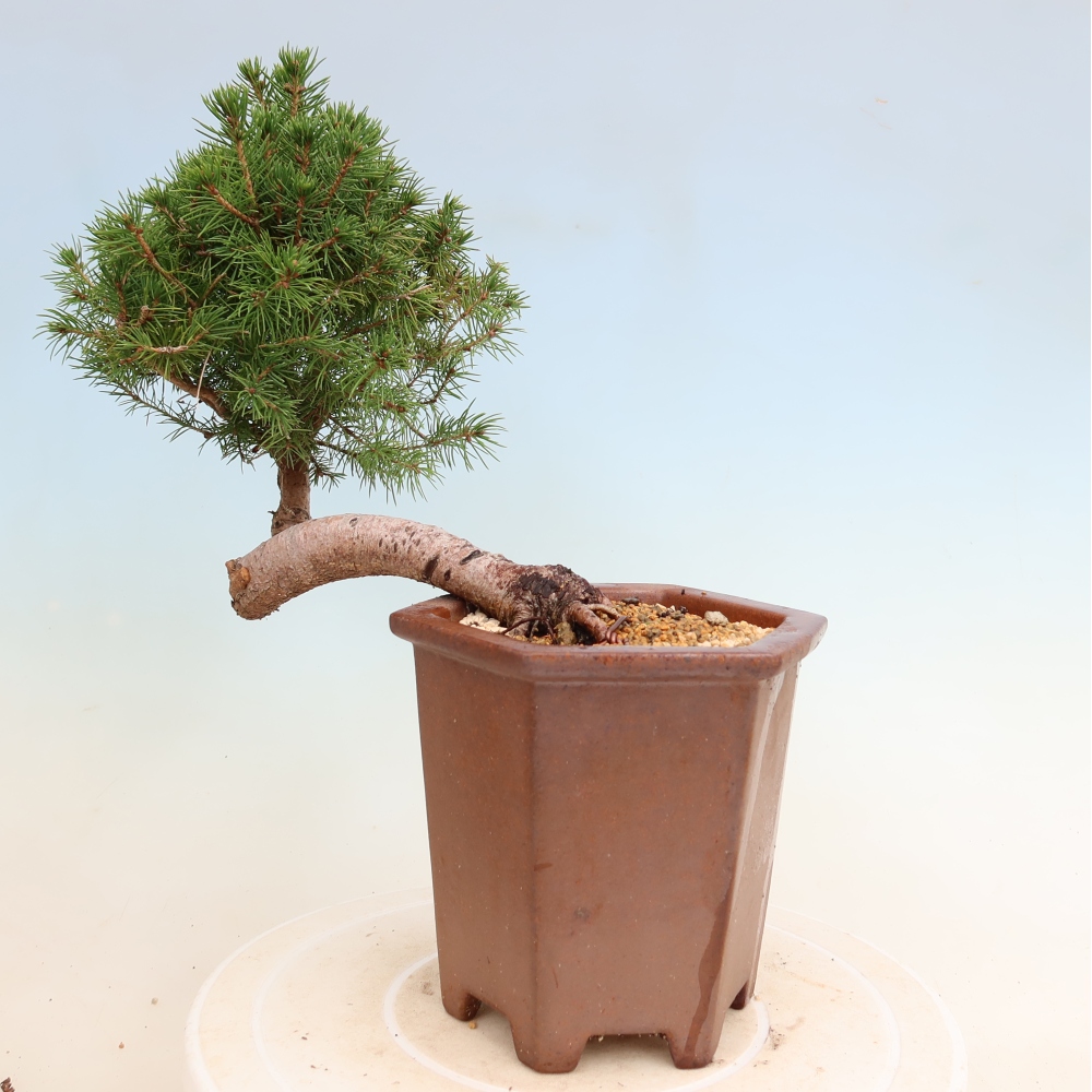 Bonsai voor buiten - Gewone spar - Picea glauca bol