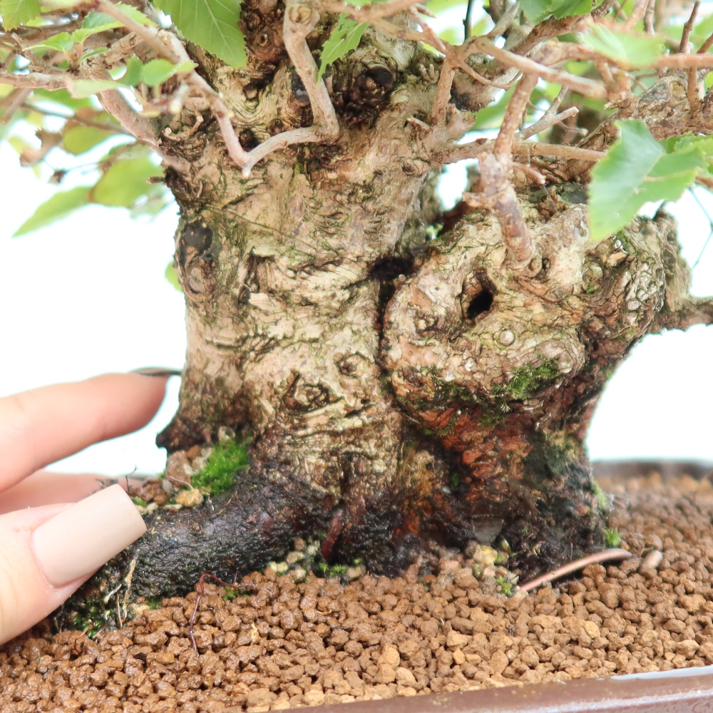 Bonsai voor buiten -Carpinus CARPINOIDES - Koreaanse haagbeuk