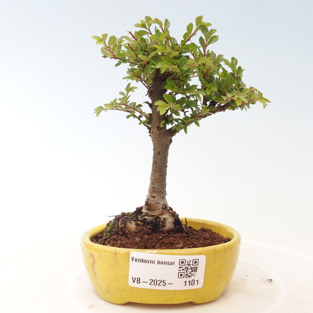 Bonsai voor buiten - Ulmus parvifolia Sagei - Kleinbladige iep