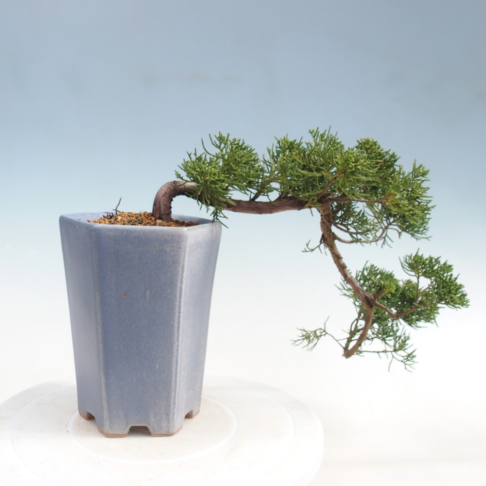 Bonsai voor buiten - Juniperus chinensis Kishu