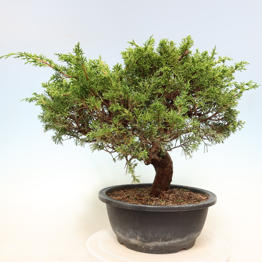 Bonsai voor buiten - Juniperus chinensis Itoigawa-Juniperus chinensis