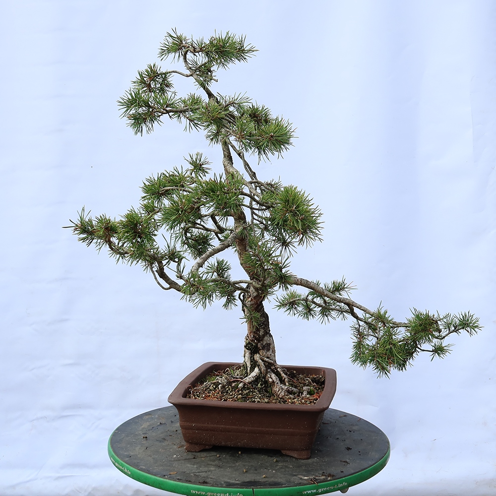Pinus sylvestris Spanje - grove den