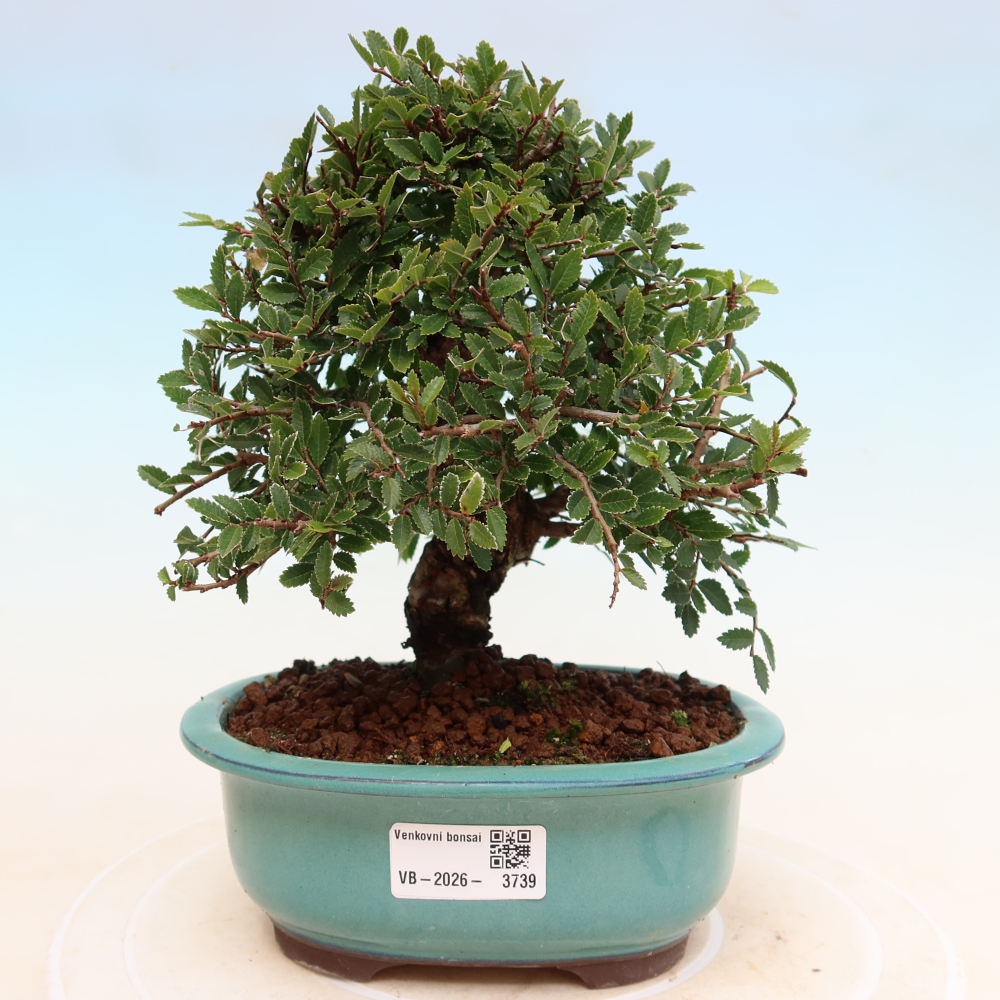 Bonsai voor buiten - Zelkova - Zelkova NIRE