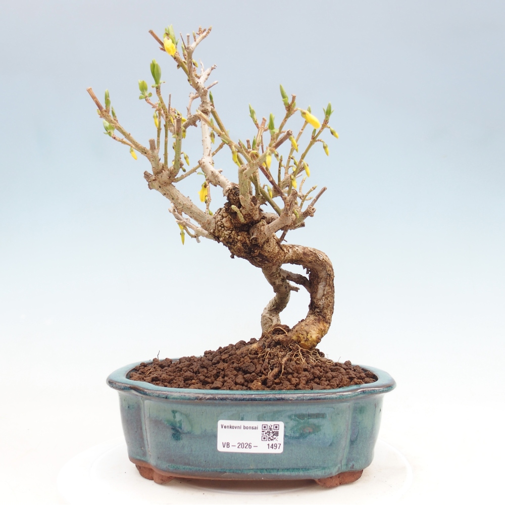 Bonsai voor buiten - Zlatice - Forsythia koreana