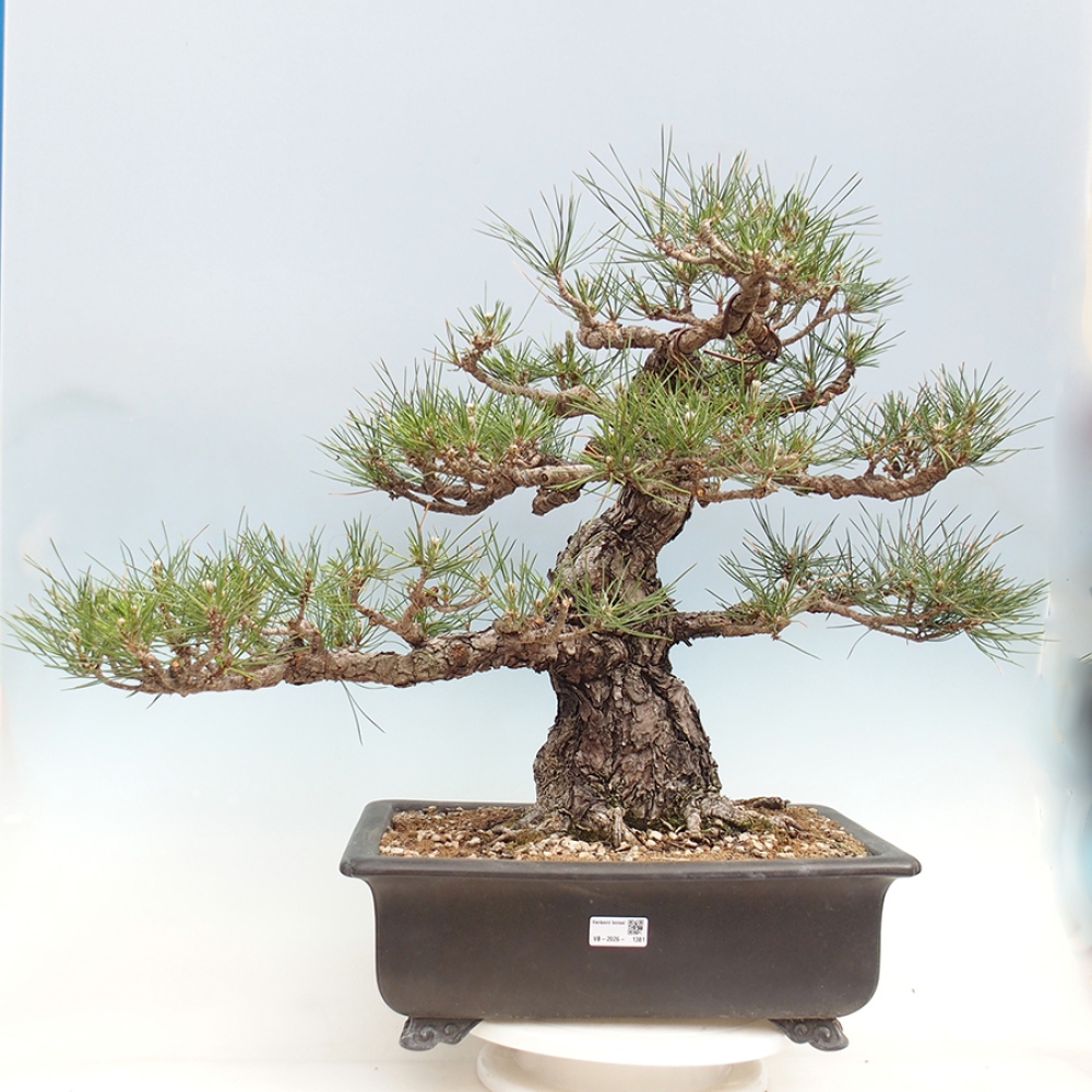 Bonsai voor buiten - Pinus thunbergii - Thunberg den
