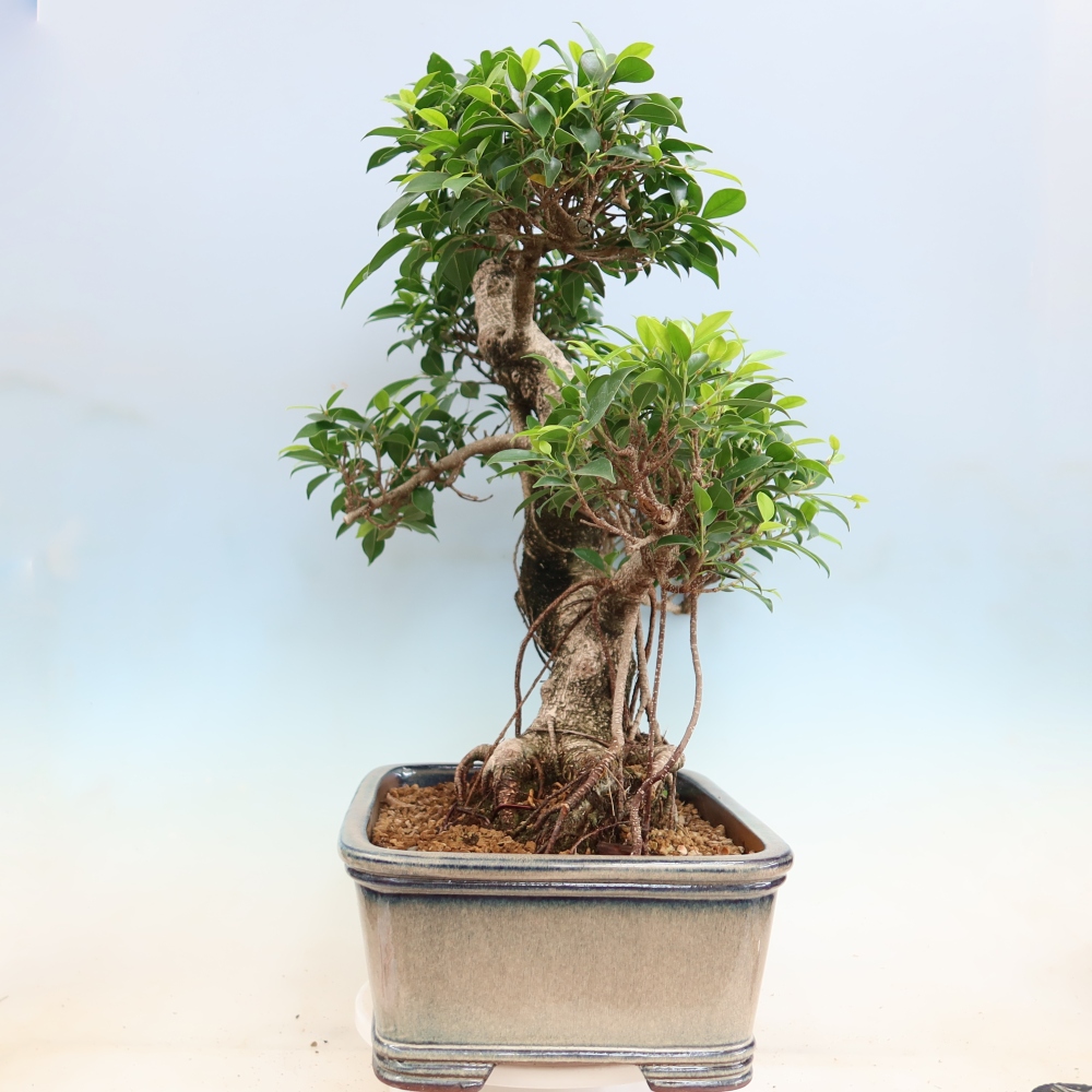 Kamerbonsai - Ficus kimmen - kleinbladige ficus