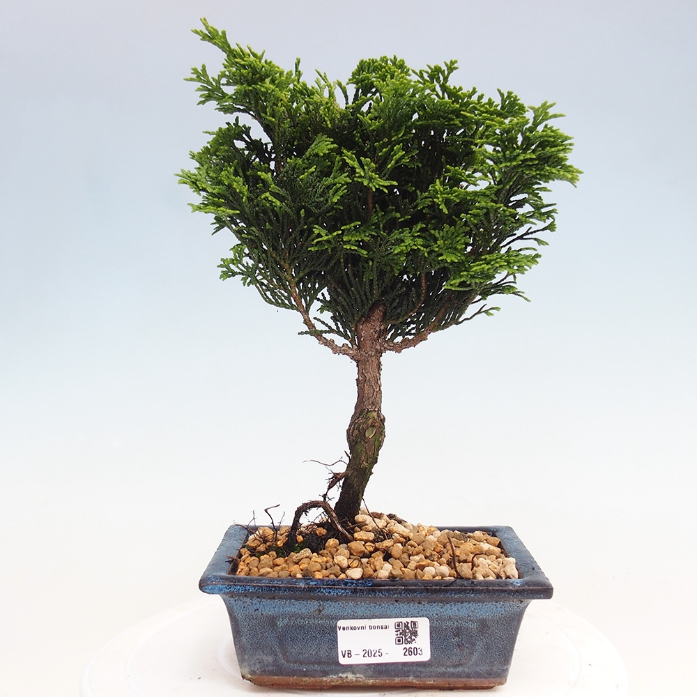 Bonsai voor buiten - Cham.pis obtusa Nana Gracilis - Cipres