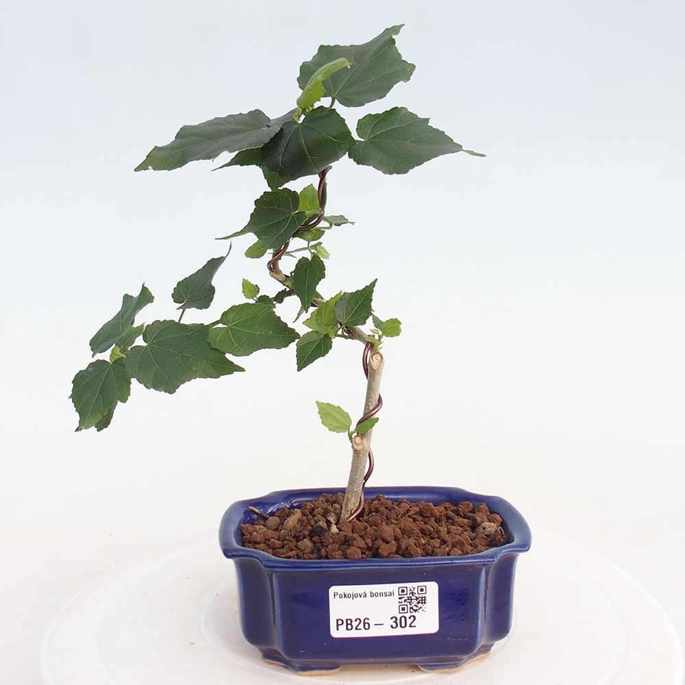 Bonsai voor binnen - Malvaviscus arboreus